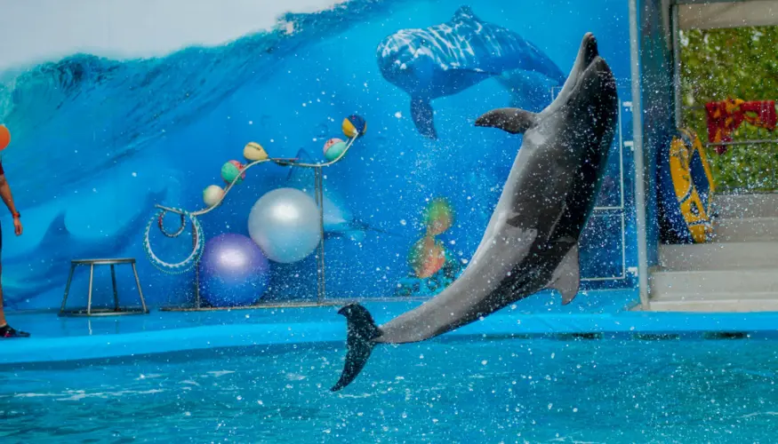Delfin Tour Hurghada