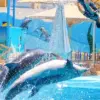 Delfinarium Hurghada preise