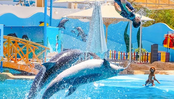 Delfinarium Hurghada preise