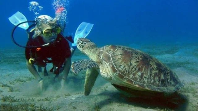 Schnorcheln oder Tauchen – Was lohnt sich in Hurghada mehr
