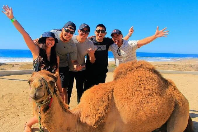 Was kosten Kamelritte in Hurghada – Die kurze Antwort