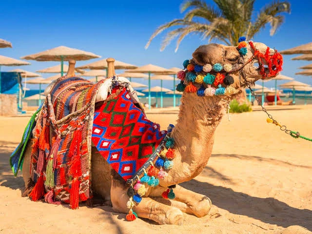 Weitere Aktivitäten in Hurghada